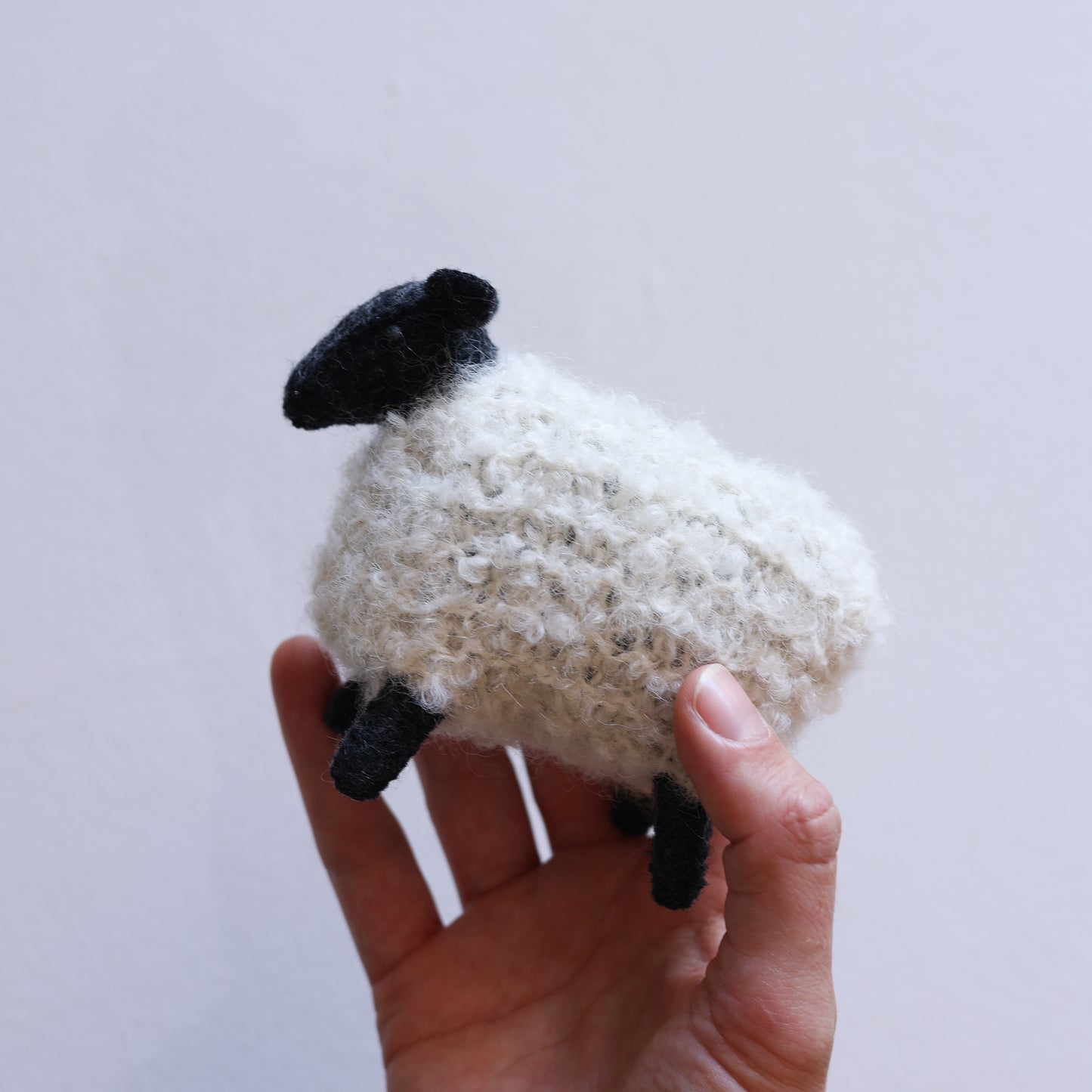 Little sheep
