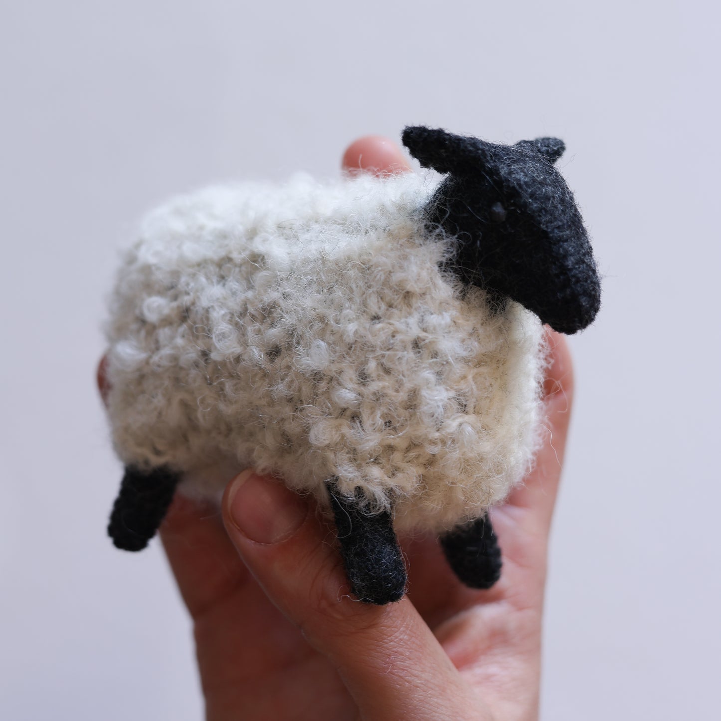 Little sheep