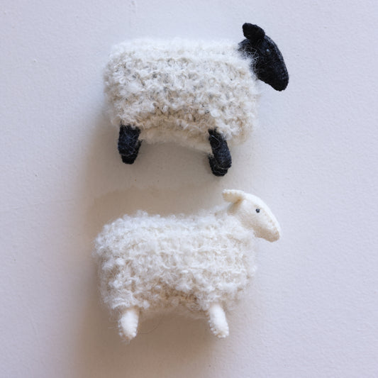 Little sheep