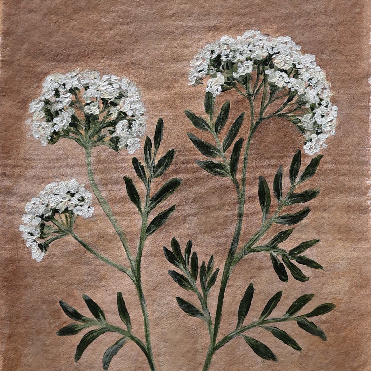 'Queen Anne's Lace' A5 original