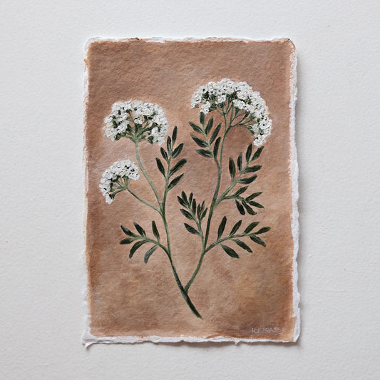 'Queen Anne's Lace' A5 original