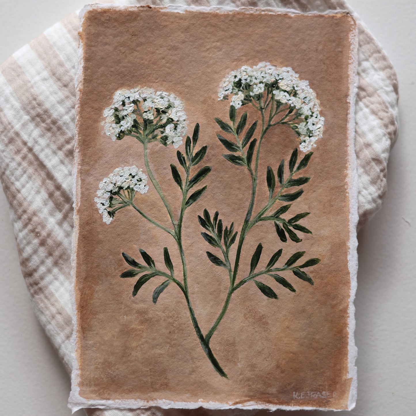 'Queen Anne's Lace' A5 original