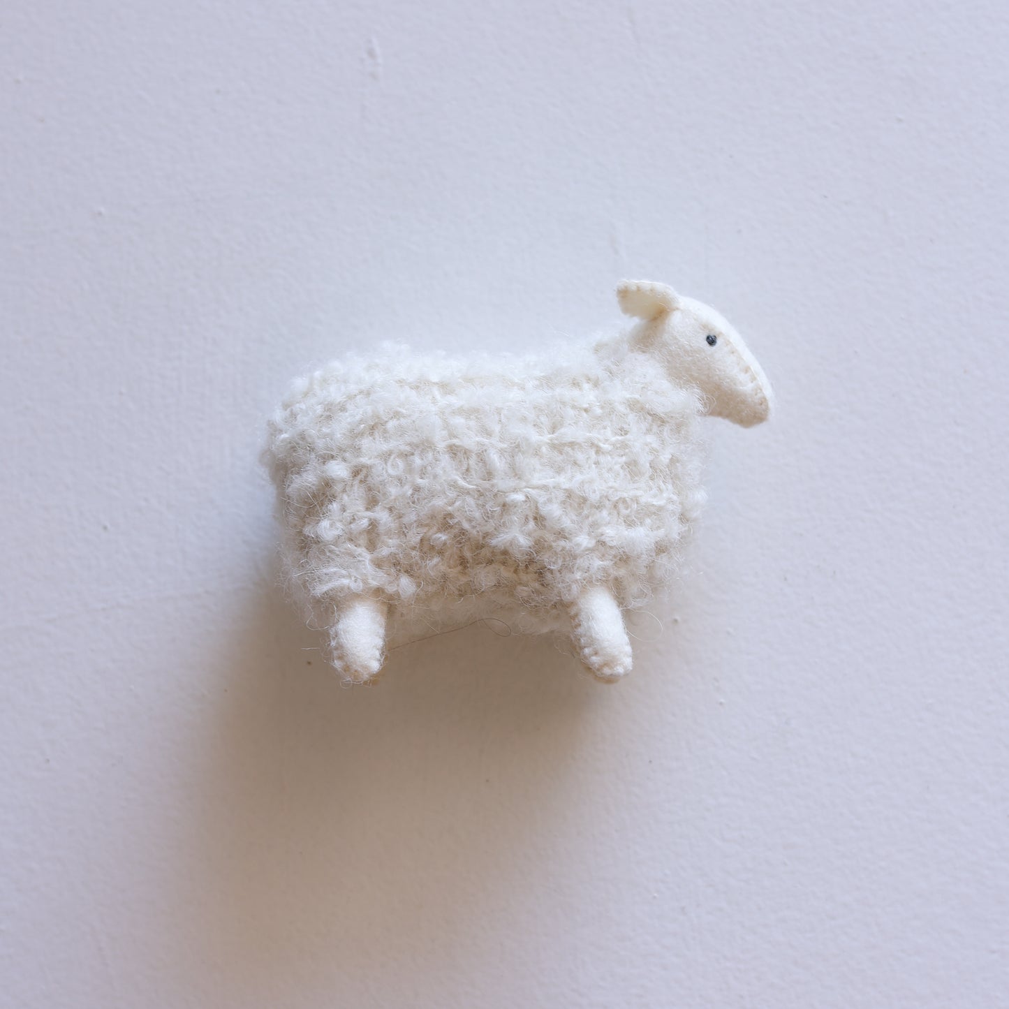 Little sheep