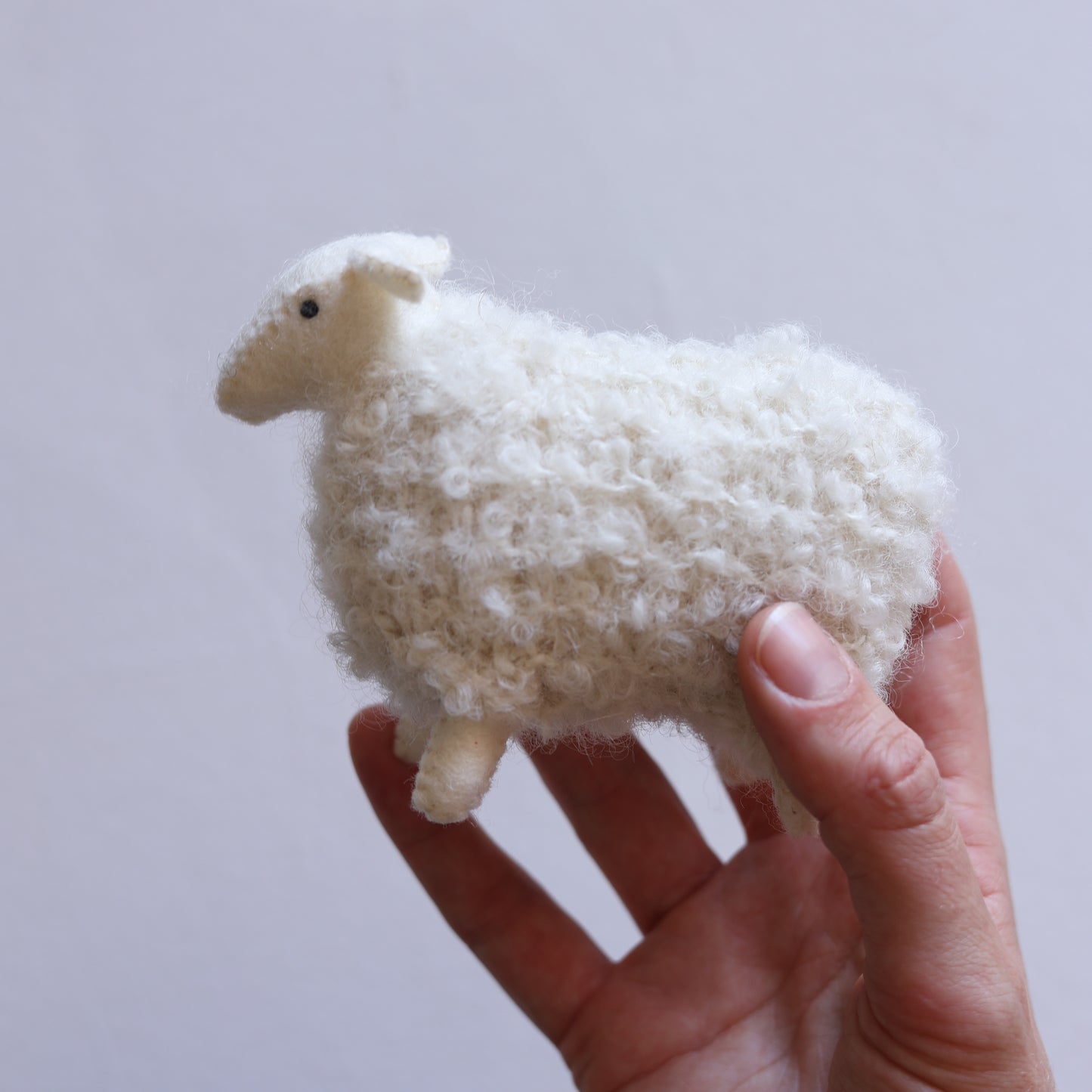 Little sheep