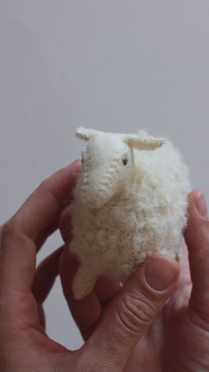Little sheep