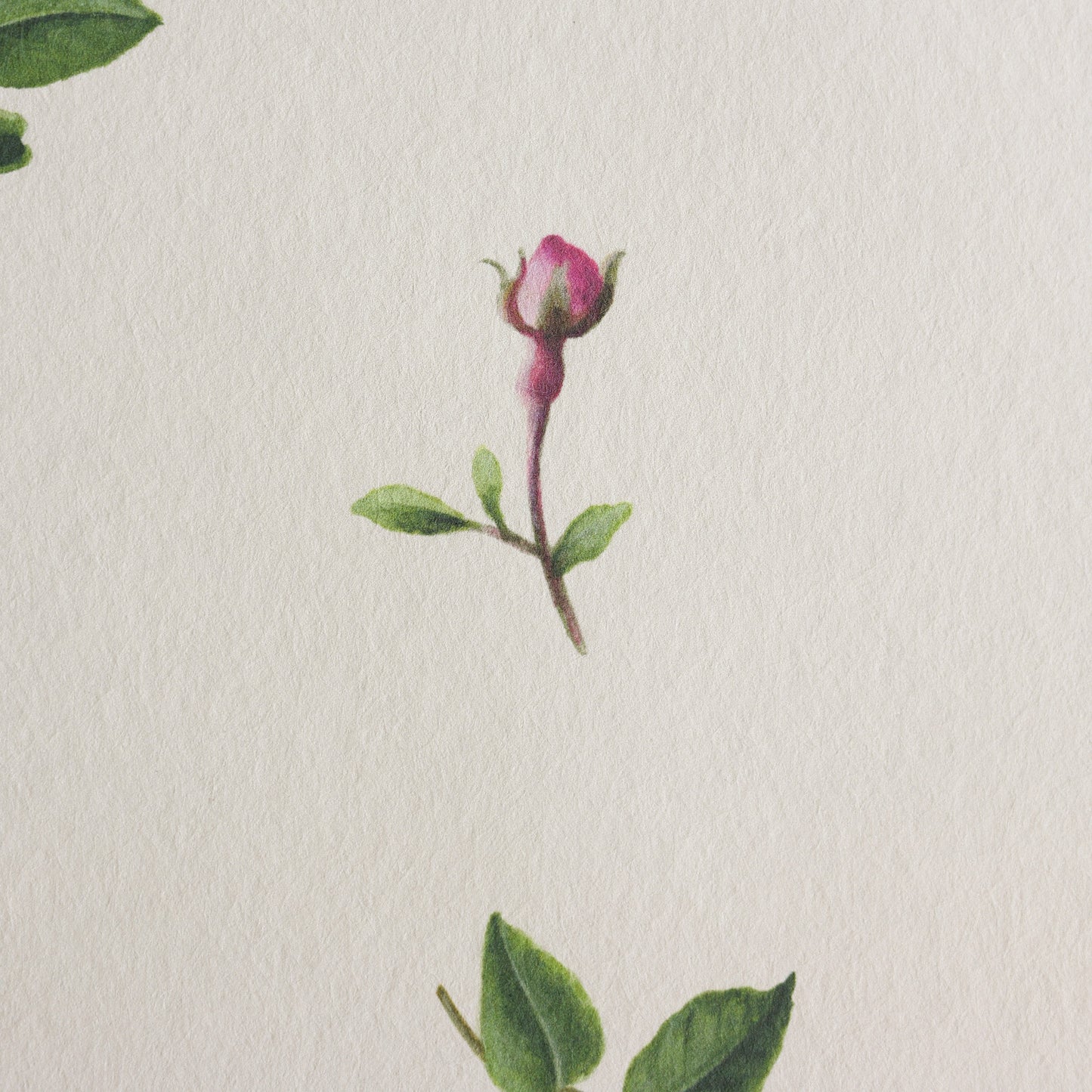 'Rose bud' wallpaper roll